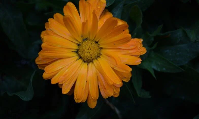 „Când am plecat de lângă Vlad: Povestea unei eliberări tăcute”