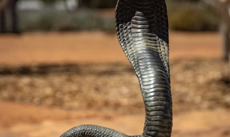 Când Dragostea Devine Invizibilă: Povestea Mea cu Vlad