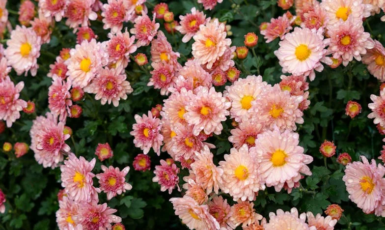 Când dragostea devine povară: Povestea unei mame, a fiului ei și a nurorii care nu mai poate