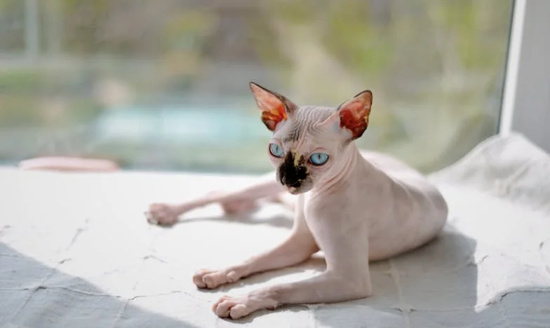 Când dragostea nu e de ajuns: Povestea unei iubiri frânte între două familii