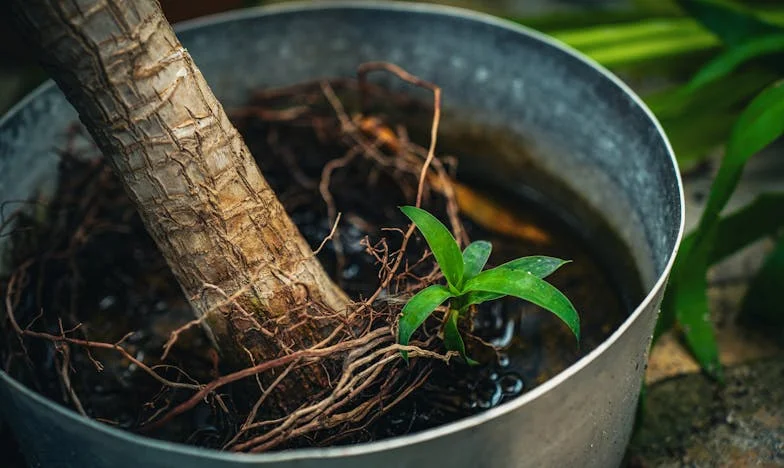 Când trecutul bate la ușă: Povestea unei iertări neașteptate