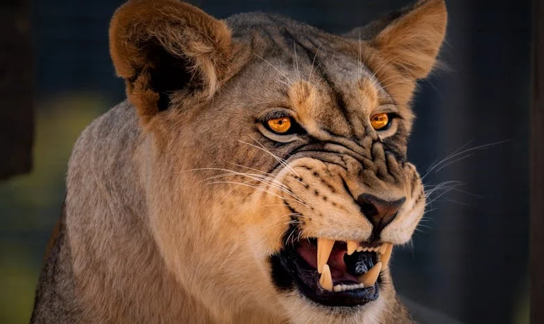 Casa care nu mai era a mea: Povestea unei familii la răscruce