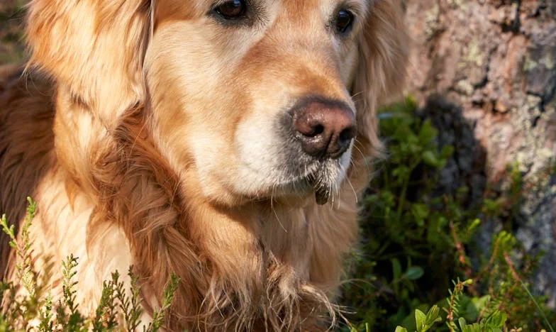 Casa pe care o las nepoatei mele – Povara unei alegeri