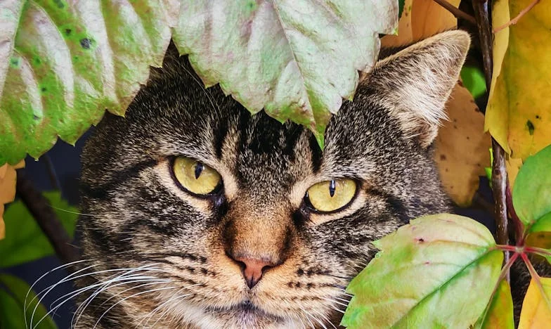 Inima mai largă decât casa: Povestea Anei, mama a șase copii