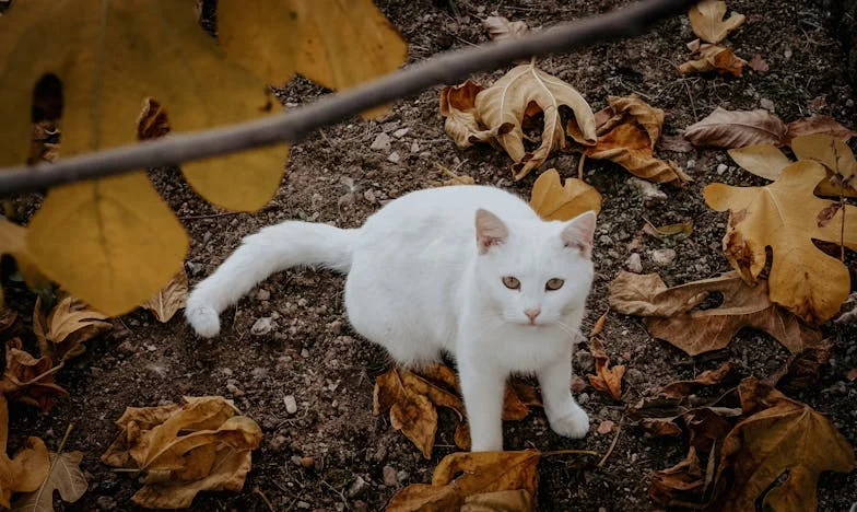 Între adevăr și familie: Secretul Anei