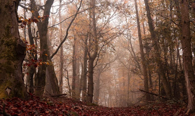 Între două femei: Eu, soacra mea și bărbatul pe care îl iubesc