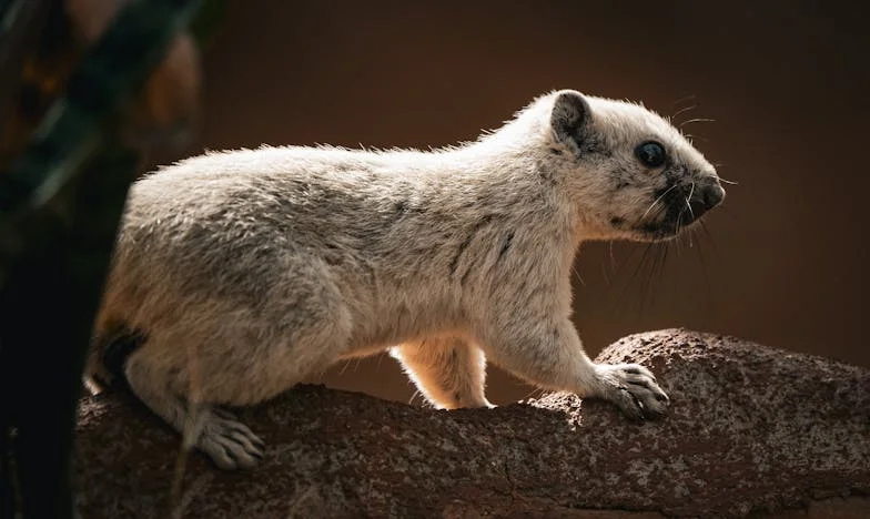 Între două lumi: Crăciunul care mi-a sfâșiat familia