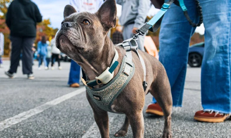 Mâine voi spune tot: Confesiunea unei nurori românce