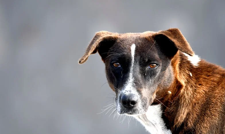 „Nu ai copii, deci ajută-o pe mama noastră!” — Povestea unei năruiri tăcute