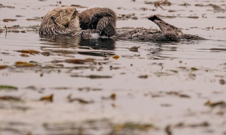 „Nu ai suflet, Irina!” – Povestea unei moșteniri care a destrămat o familie