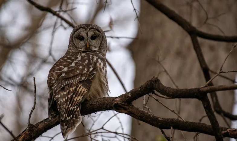 Strigătul pe care nu l-a auzit nimeni