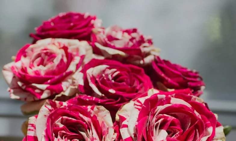 Sub tăcerea casei: Povestea unei familii la răscruce