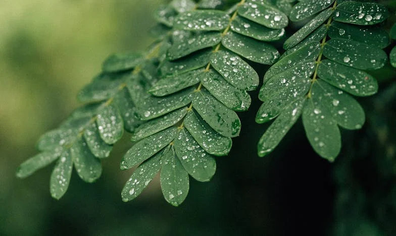 Testamentul mamei: Povara unei alegeri nespuse