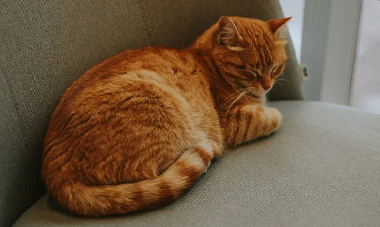 Trădarea de la masa din bucătărie: Povestea mea, Irina din Ploiești