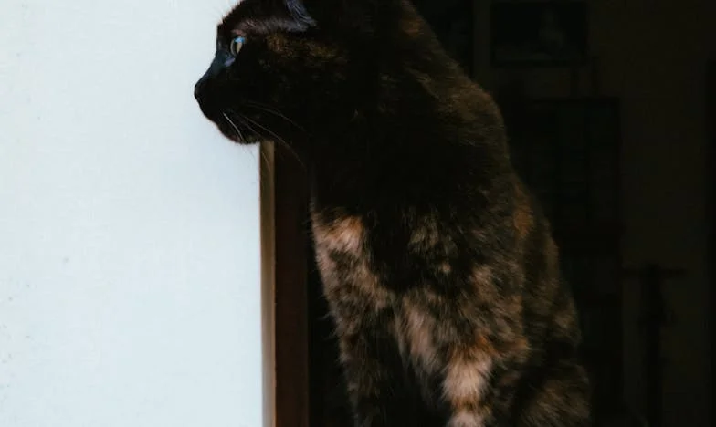 Basta! Viața mea nu e o bonă pentru toți