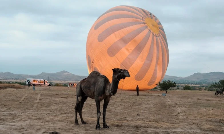 Bunico, iartă-mă că te-am uitat