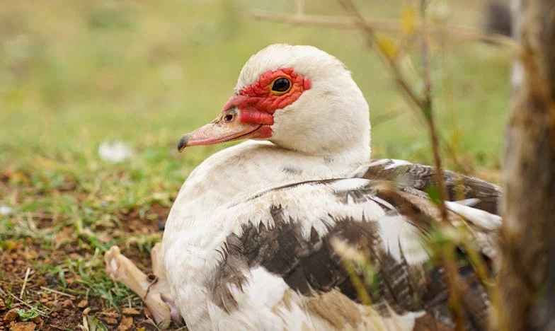 Când am înfruntat familia Anei: O nuntă, o alegere, o viață nouă