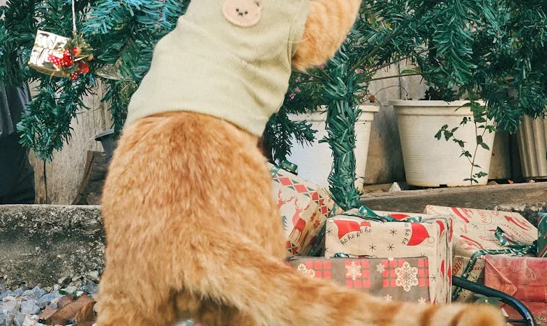 Casa pe temelii străine: Povestea unei familii care a uitat să trăiască pentru ea însăși