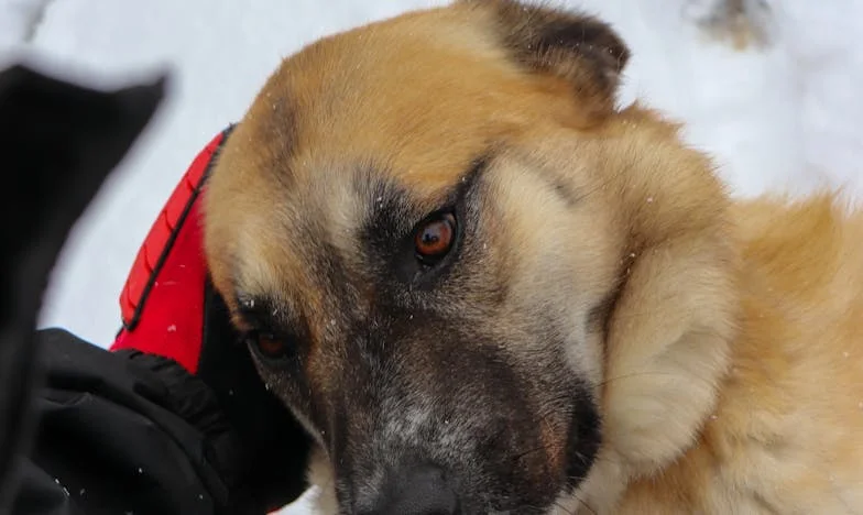 „De ce ai intrat în casa noastră fără să ne spui?” – Povestea unei trădări tăcute