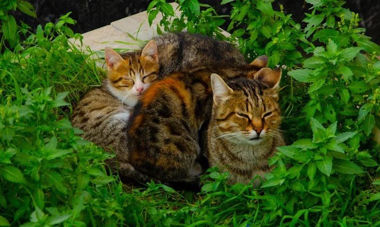 De ce ești mereu tristă, bunico?