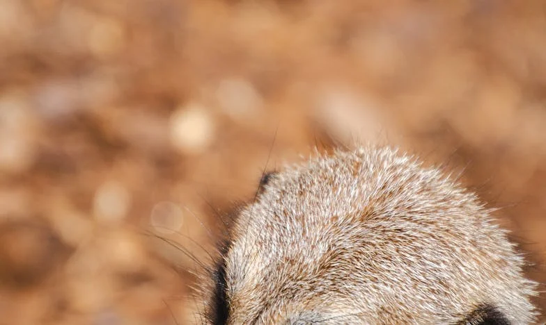 Femeia invizibilă: Povestea mea din umbra privirilor celorlalți