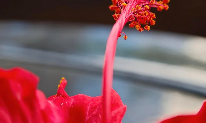 În umbra mamei-soacre: Povestea unei familii românești între orgoliu, sacrificiu și renaștere