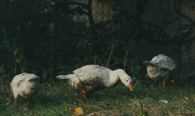 Între patru pereți: Plecarea din casa care nu-mi mai era acasă