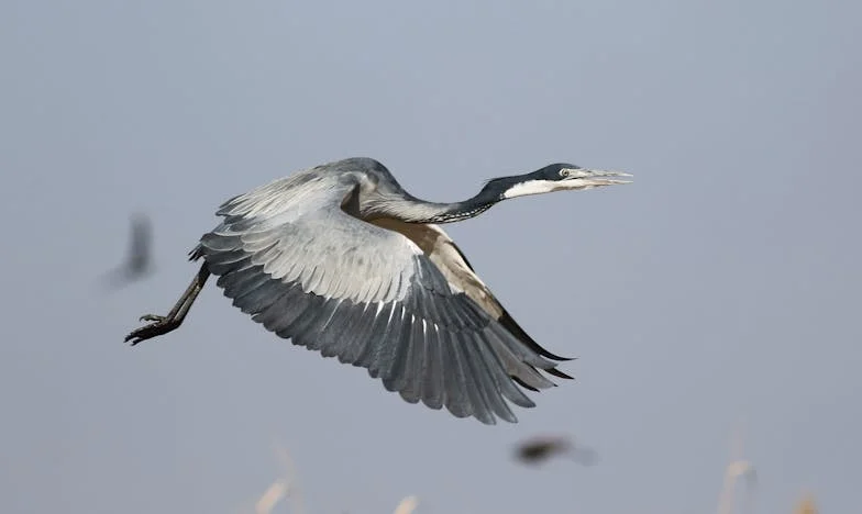 „Nu ești o străină, ești soția!” – O săptămână înainte de aniversare care mi-a schimbat viața