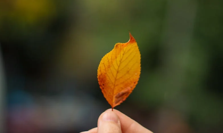 „Nu, mama ta nu se mută la noi!” — Lupta mea pentru casă și demnitate în umbra soacrei