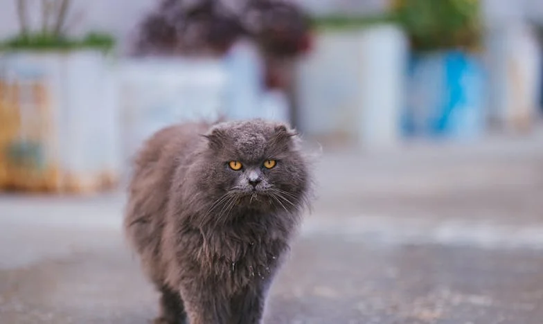 Nu ți-am dat casa, doar ți-am permis să locuiești aici: Povestea unei familii românești despre responsabilitate și limitele iubirii