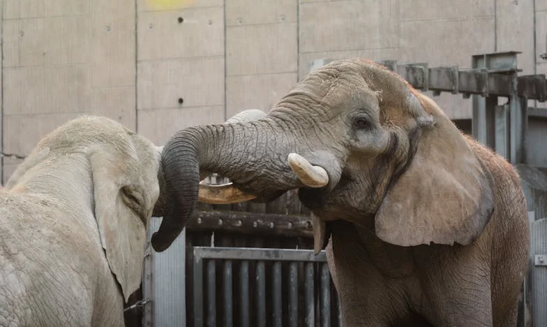 Patru pereți străini: Povestea unei evadări dintr-o căsnicie toxică