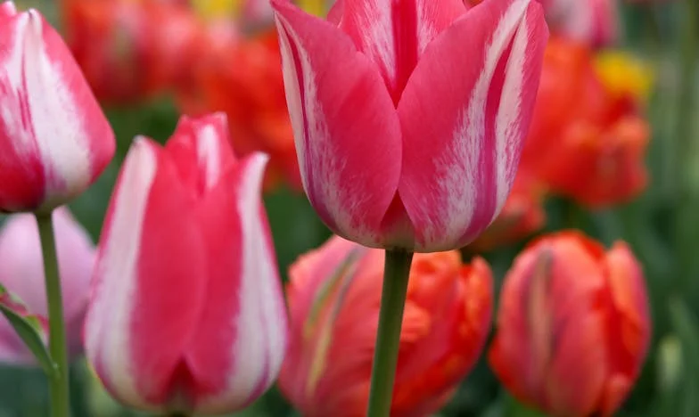 Singură în București: Rugămintea care mi-a sfâșiat familia