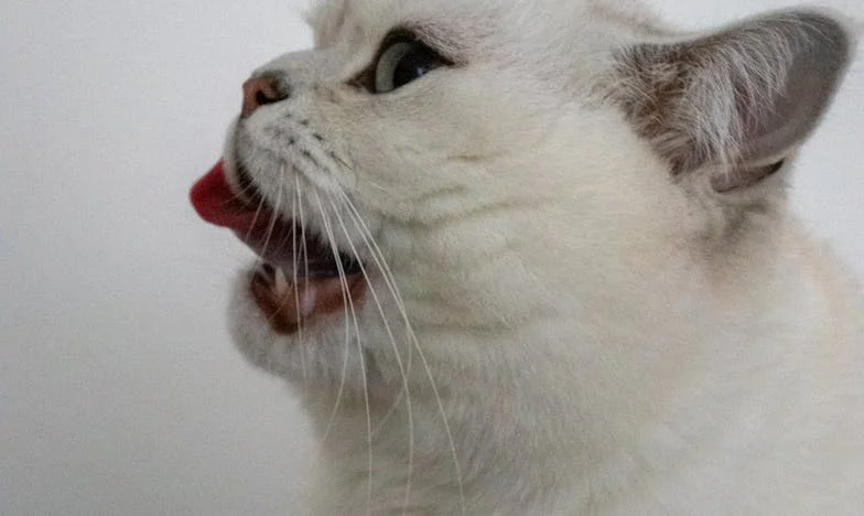 Sub același acoperiș: Prețul unei alegeri