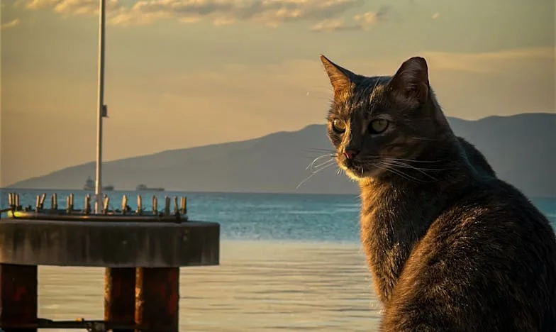 Umbra tatălui: Hotărârea care mi-a schimbat viața