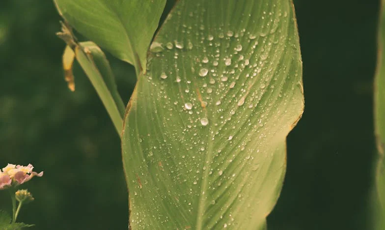 Umbra unui destin: Povestea mea și a fiului meu, Radu