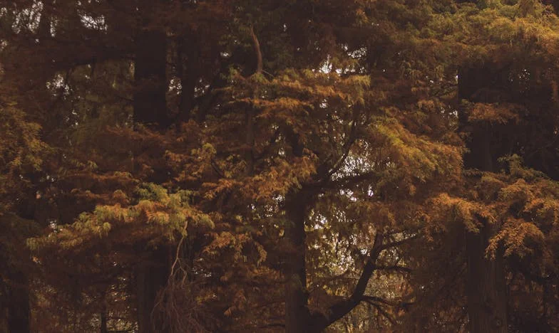 Un singur răspuns și totul s-a întors: Povestea unei iubiri care nu moare