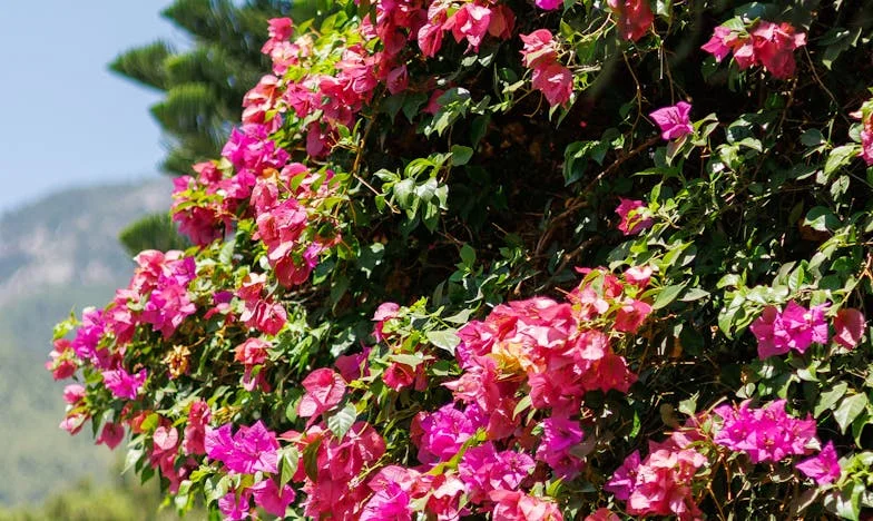 Unde Se Termină Dragostea și Începe Sacrificiul Oarb?