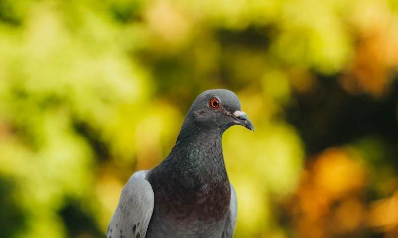 Vocea pe care nimeni nu o aude: povestea bunicii mele, Marta