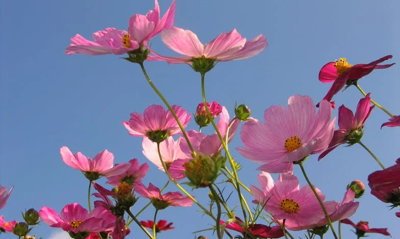 Am schimbat yala ca să nu mai intre soacra în casa noastră – povestea unei familii destrămate de visurile altcuiva