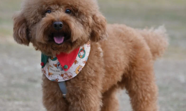 Am trimis copiii la magazin, dar doar unul s-a întors: Mărturia unei mame românce