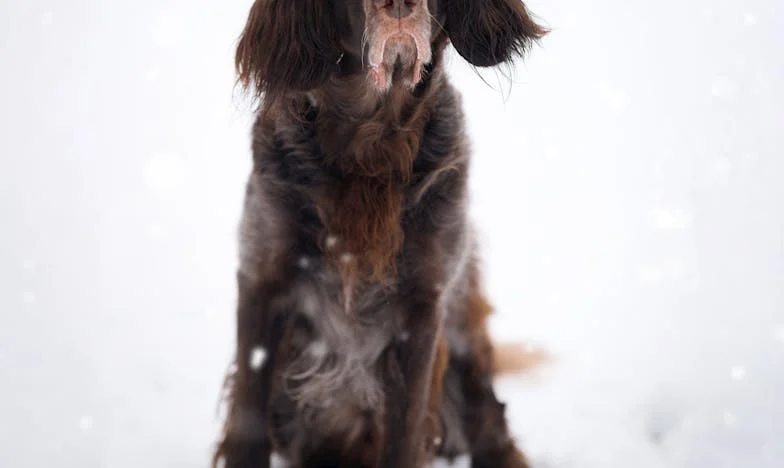 Când trecutul bate la ușă: O poveste despre iertare și secrete de familie