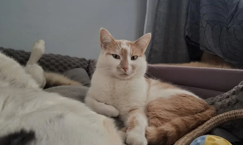 Când viața se rupe în două: Povestea mea între iubire și sacrificiu