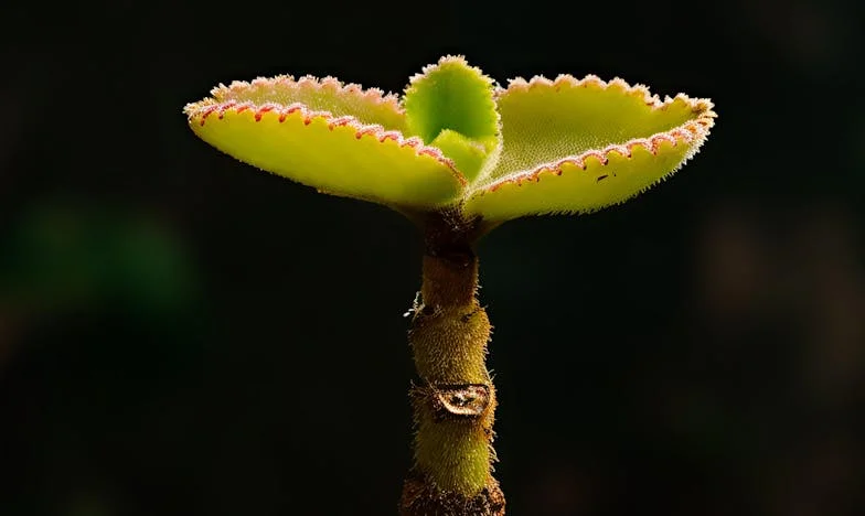 Când viața te dărâmă și străinii devin familie: Povestea mea de la disperare la speranță