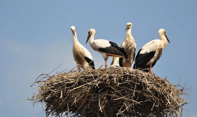 Casa moștenită și umbrele trecutului
