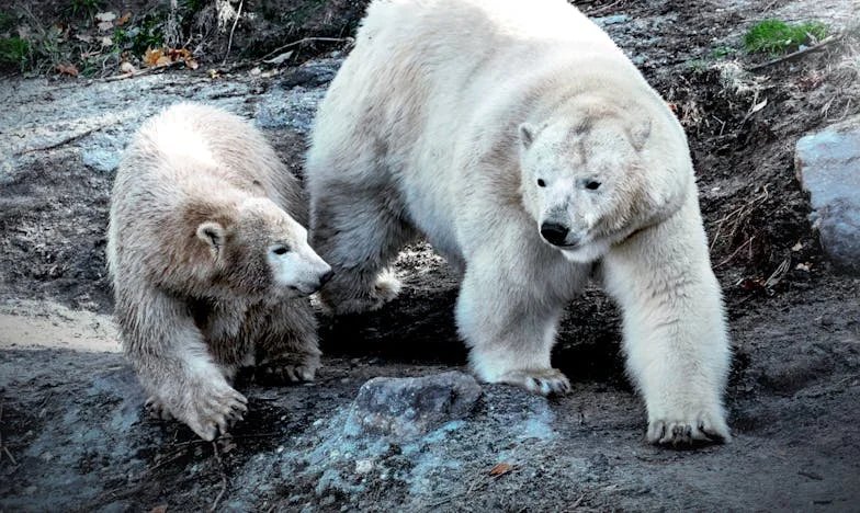 Casa tăcerii: Povestea unei văduve românce și a celor trei copii ai nimănui