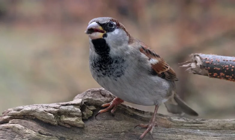 „Chiar în clipa în care mi-am ținut fiul în brațe, soacra mea mi-a întins actele de divorț — dar nimeni nu știa că sunt miliardară în secret”