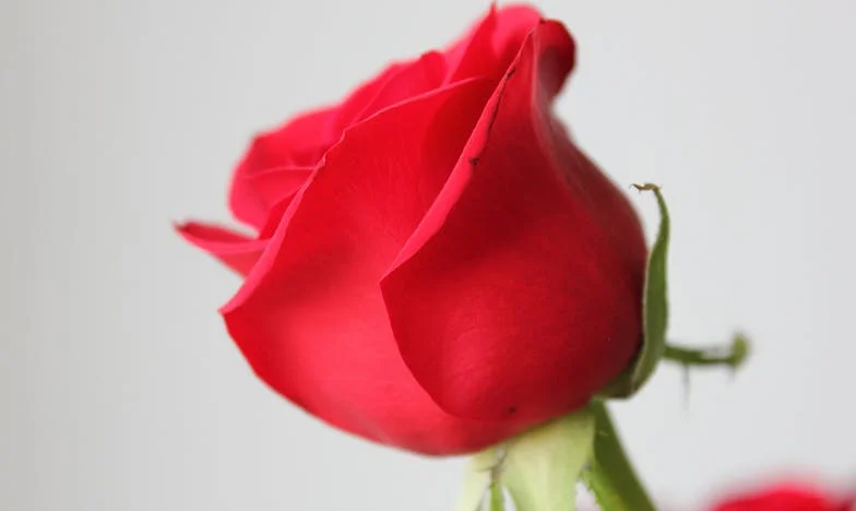 Datoria care ne-a rupt familia: între loialitate și dreptate