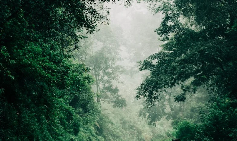 Între două case: Alegerea Amaliei