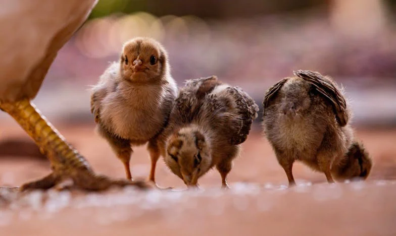 Între două focuri: Povestea unei nurori într-o familie românească