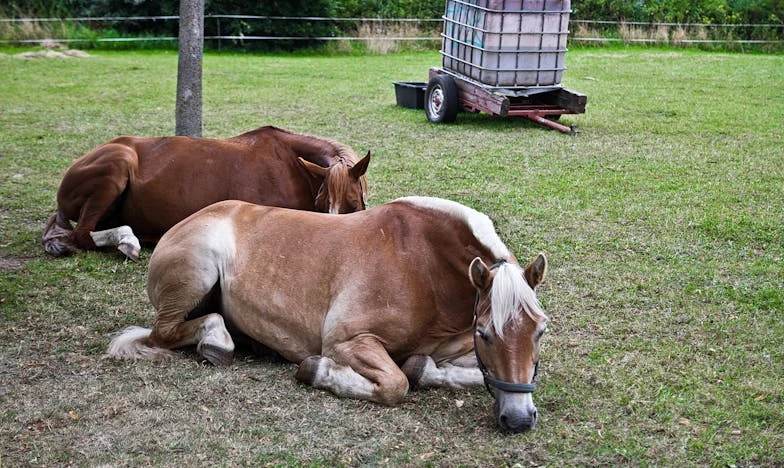 Între două lumi: Povestea unei iubiri condamnate de familie